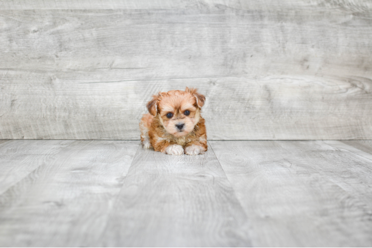 Morkie Pup Being Cute