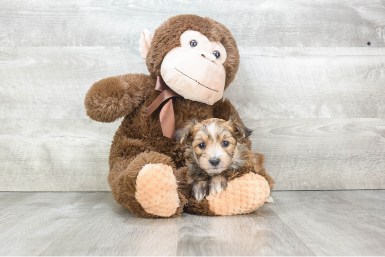 Playful Yorkie Designer Puppy