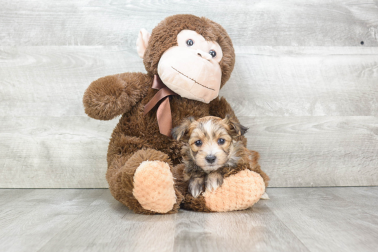 Playful Yorkie Designer Puppy