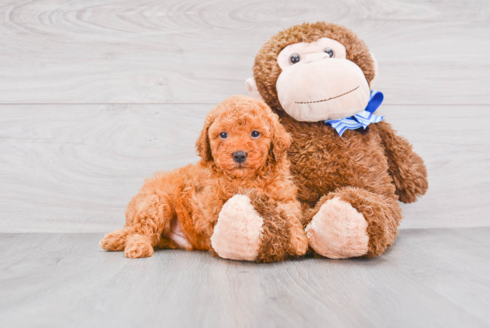 Mini Goldendoodle Puppy for Adoption