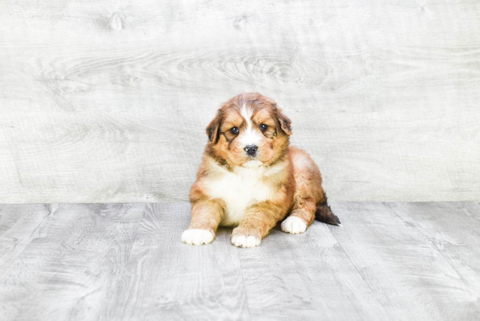 Petite Mini Bernedoodle Poodle Mix Pup