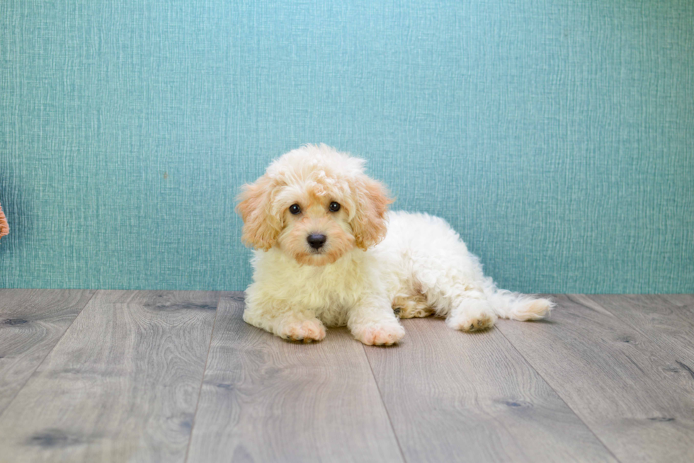 Mini Goldendoodle Pup Being Cute