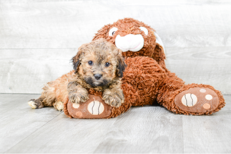 Teddy Bear Puppy for Adoption