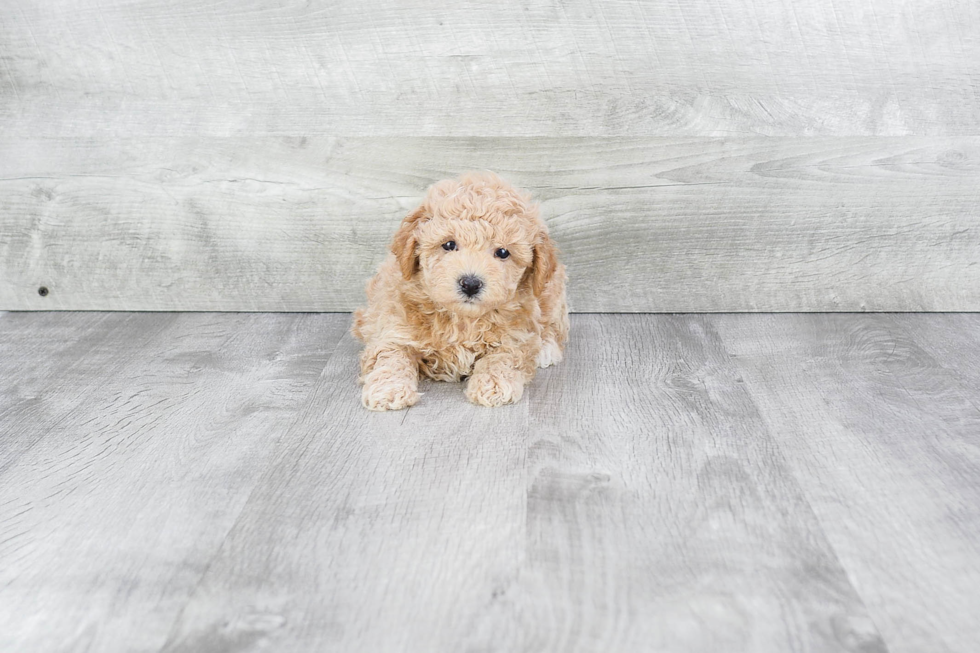 Cute Maltipoo Baby