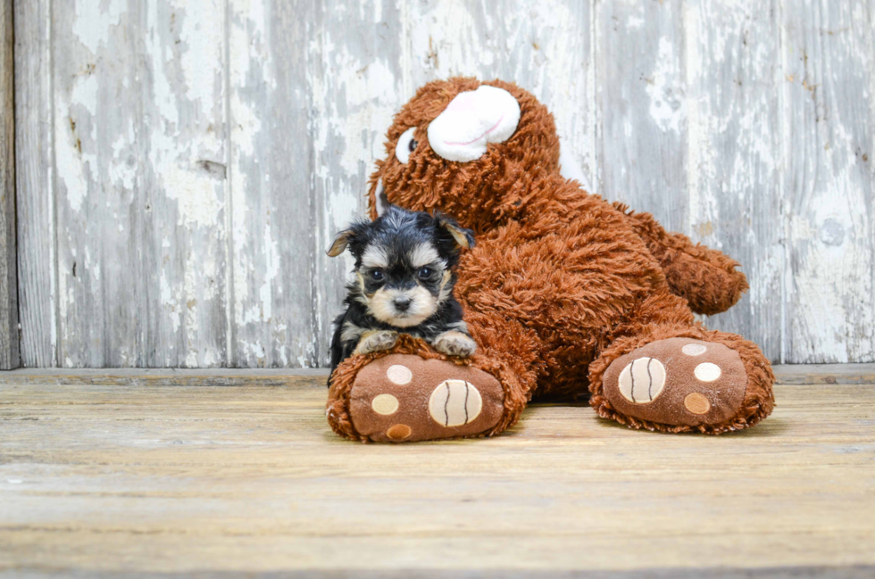 Popular Morkie Designer Pup