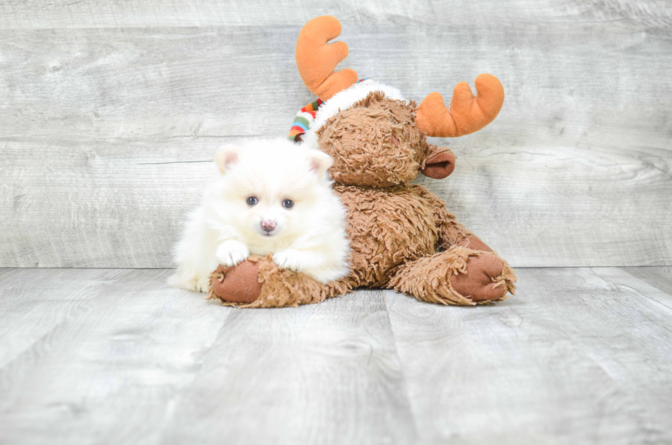 Small Pomeranian Baby