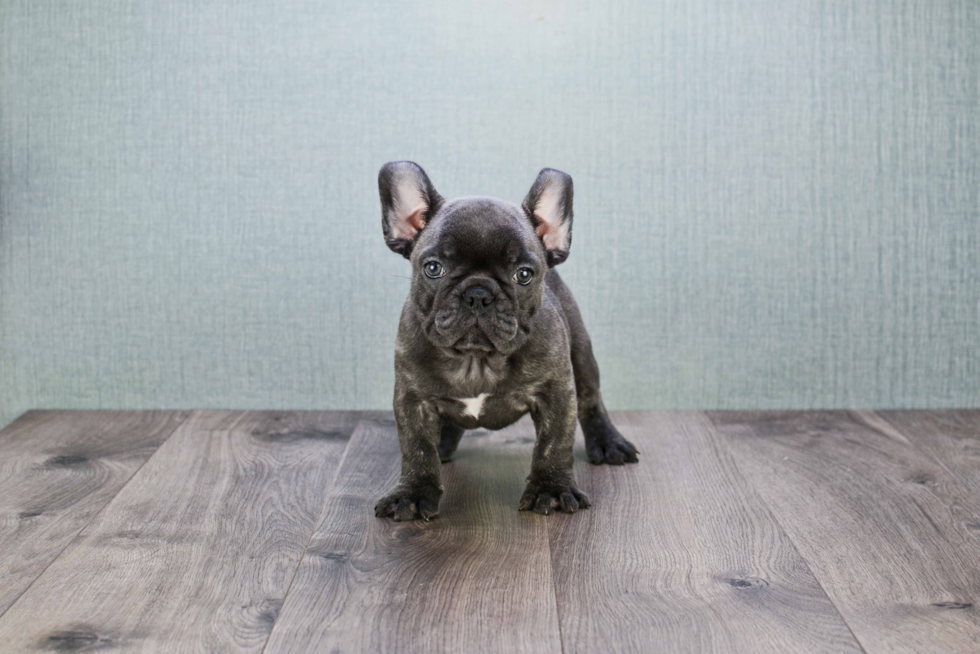 Adorable Frenchie Purebred Puppy