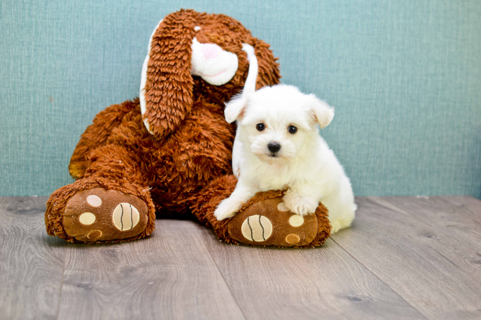 Maltese Pup Being Cute