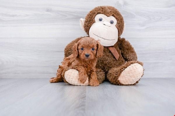 Happy Cavapoo Baby