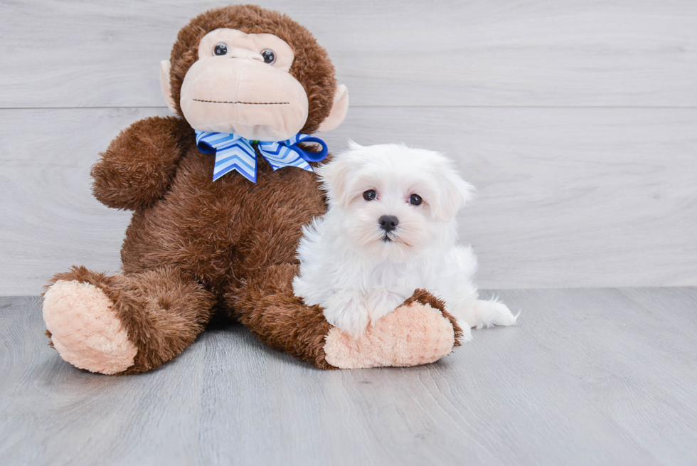 Maltese Pup Being Cute