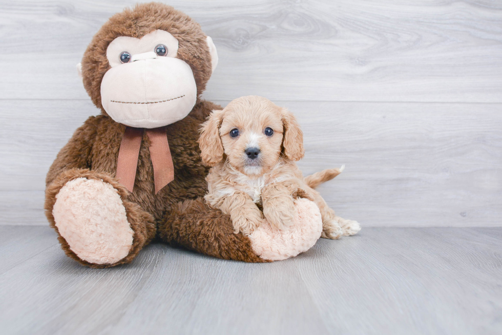 Best Cavapoo Baby