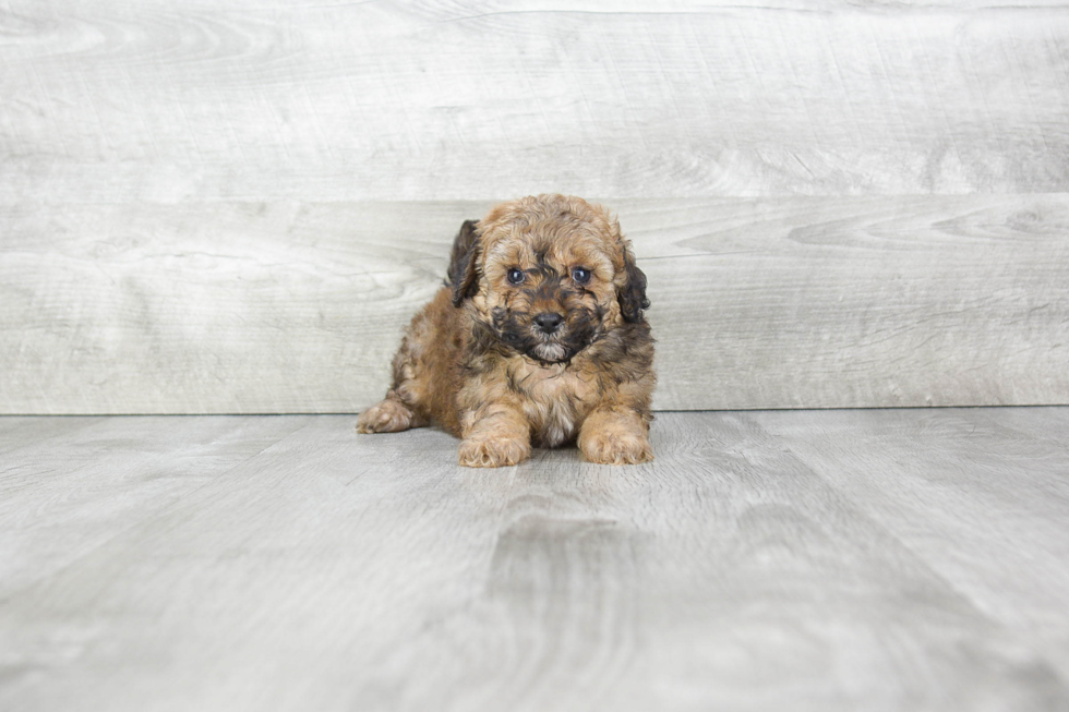 Maltipoo Pup Being Cute