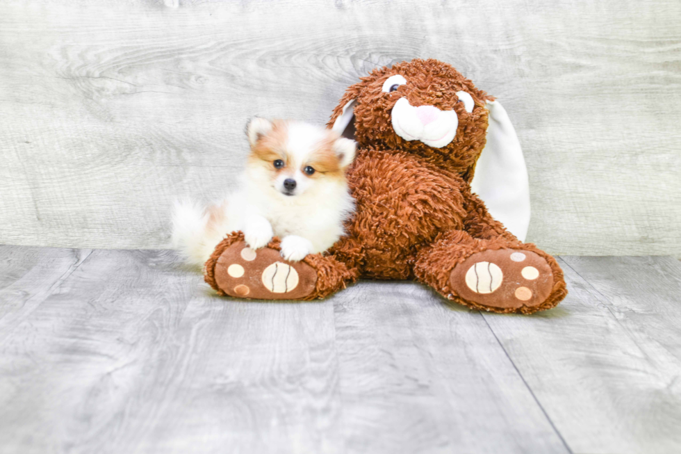 Pomeranian Pup Being Cute