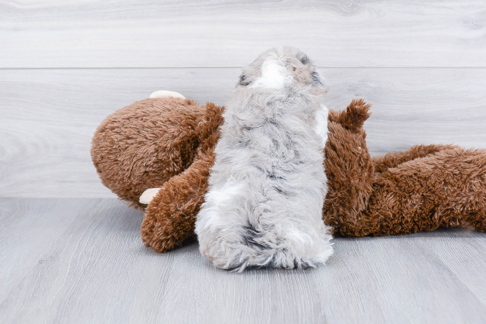 Hypoallergenic Aussiepoo Poodle Mix Puppy