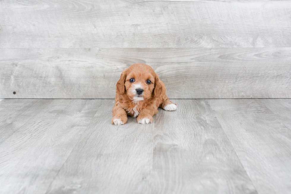Adorable Cavoodle Poodle Mix Puppy