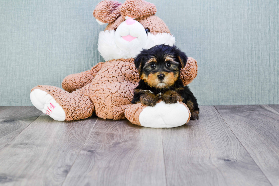 Meet Capone - our Yorkshire Terrier Puppy Photo 