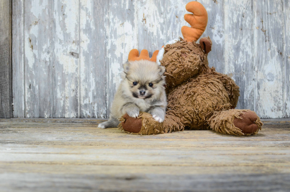 Popular Pomeranian Baby