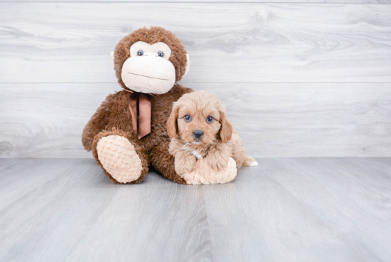 Cavapoo Puppy for Adoption