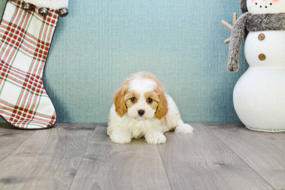 Cavapoo Pup Being Cute