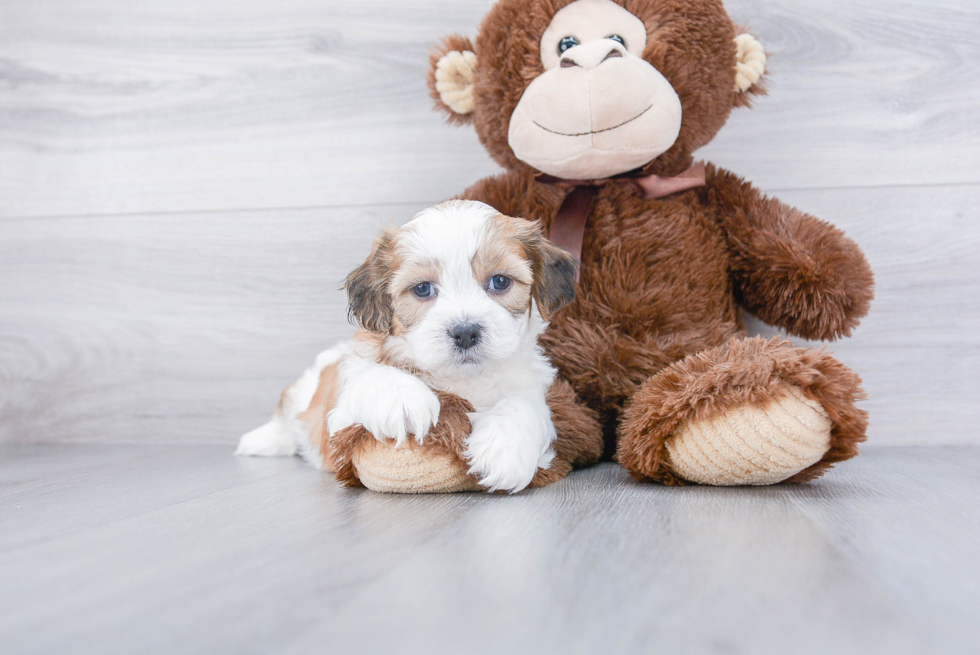 Popular Teddy Bear Designer Pup