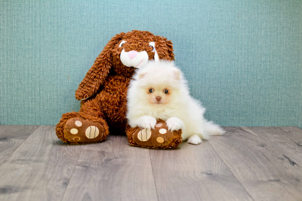 Small Pomeranian Baby