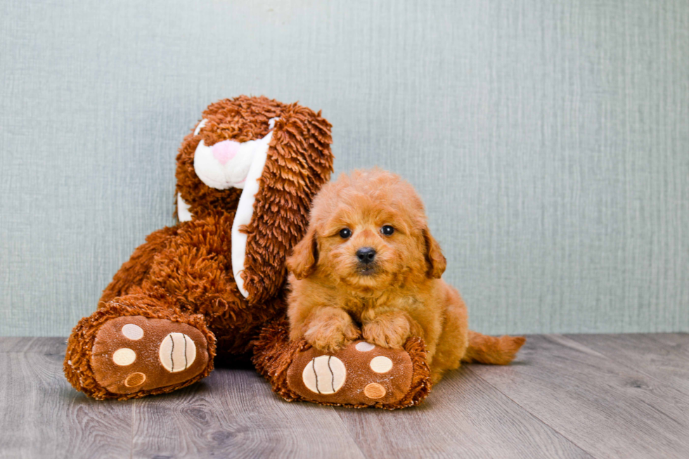 Best Mini Goldendoodle Baby