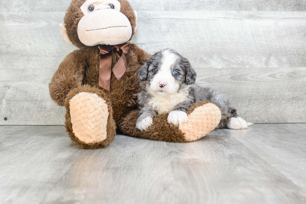 Mini Bernedoodle Pup Being Cute