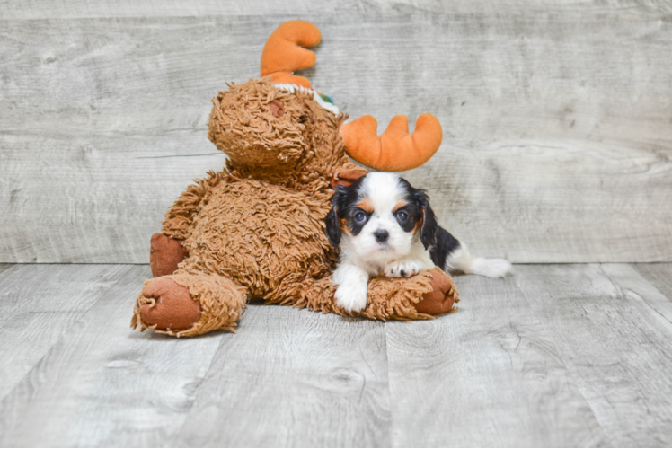 Small Cavalier King Charles Spaniel Baby