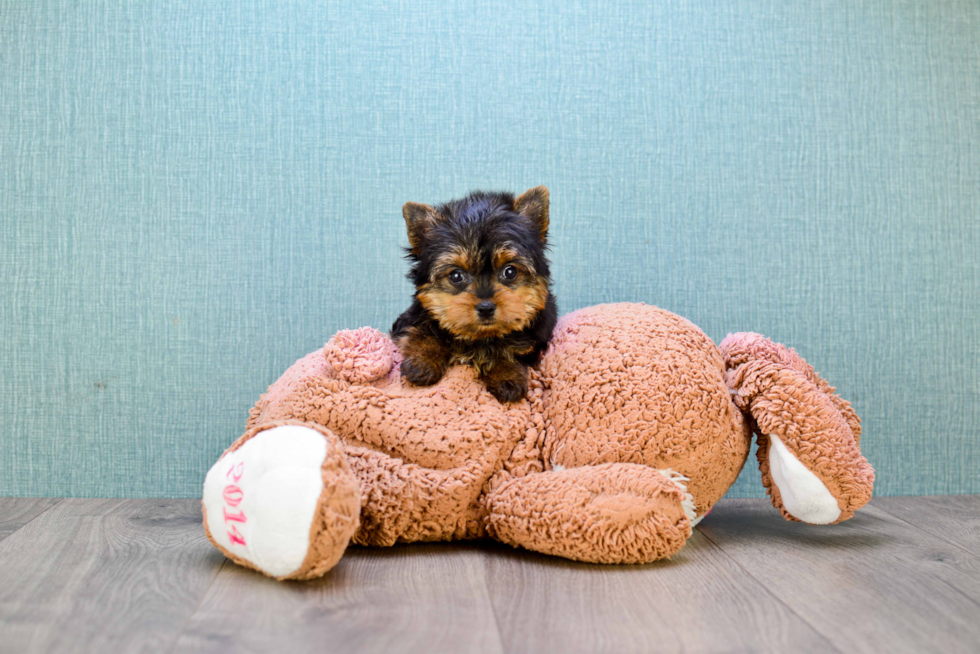 Meet Heidi - our Yorkshire Terrier Puppy Photo 