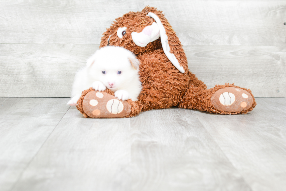 Pomeranian Pup Being Cute