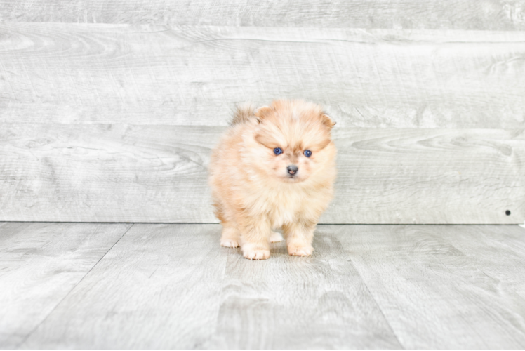 Pomeranian Pup Being Cute