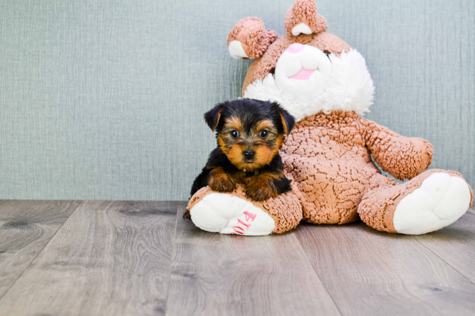 Meet Izzie - our Yorkshire Terrier Puppy Photo 