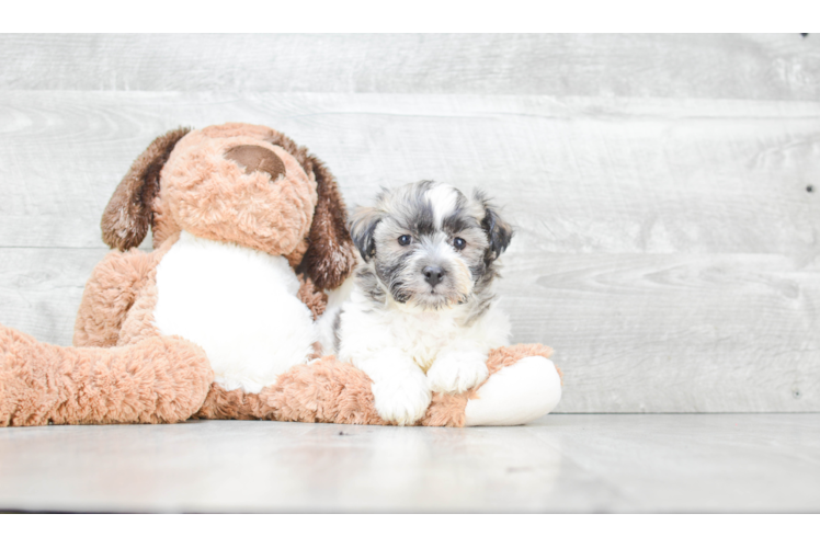 Smart Havanese Purebred Puppy