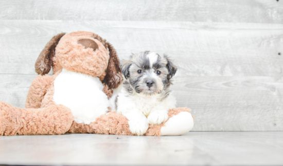 Smart Havanese Purebred Puppy