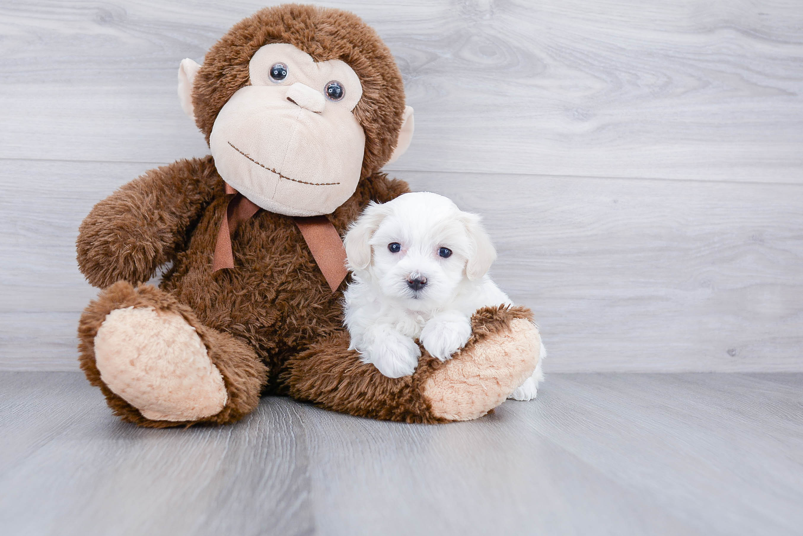 Best Maltipoo Baby