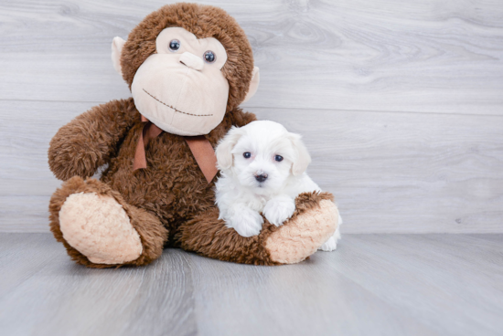 Best Maltipoo Baby