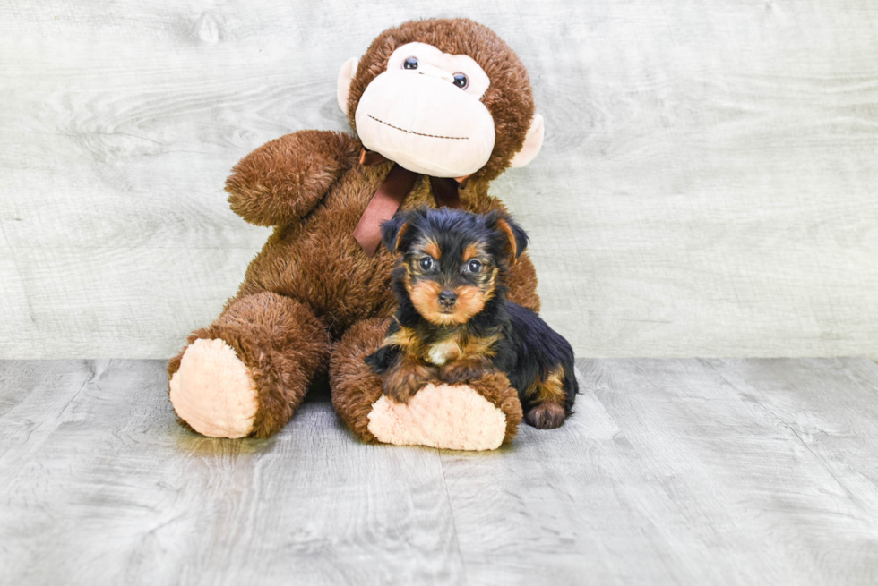 Meet Beyonce - our Yorkshire Terrier Puppy Photo 