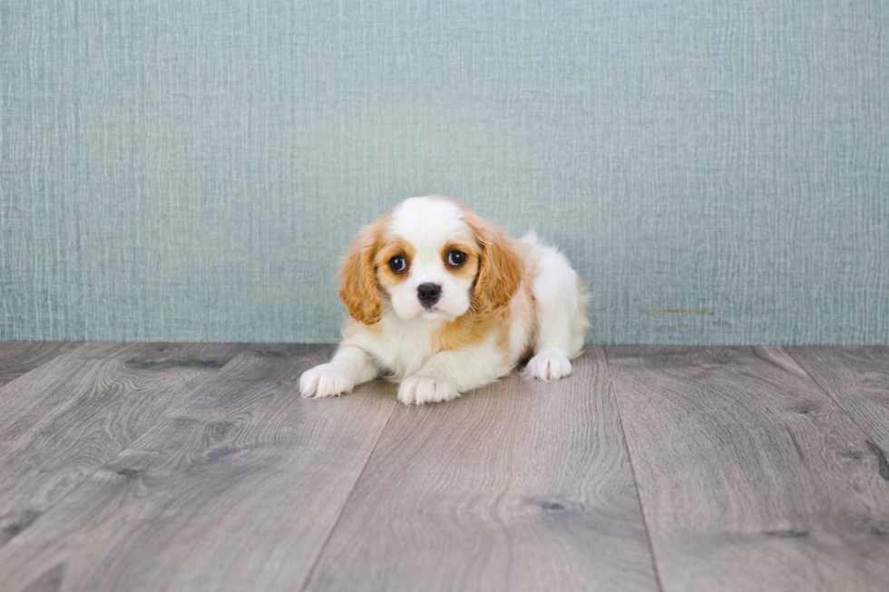 Cavalier King Charles Spaniel Puppy for Adoption