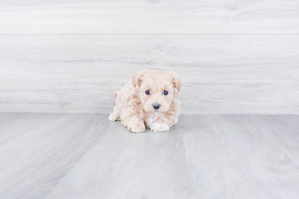 Maltipoo Pup Being Cute