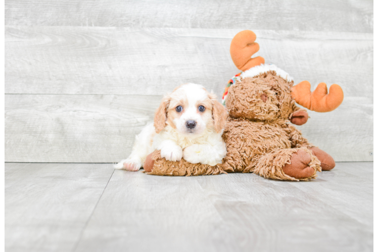 Cavapoo Puppy for Adoption