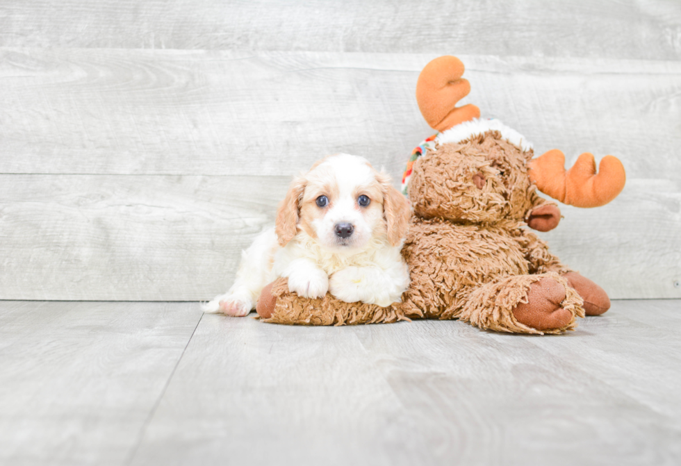 Cavapoo Puppy for Adoption