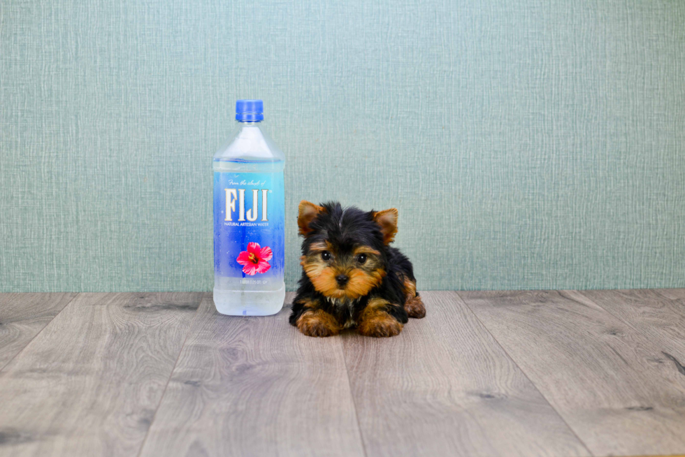 Meet Giselle - our Yorkshire Terrier Puppy Photo 