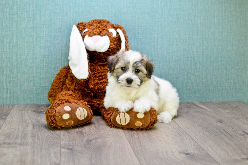 Small Havanese Purebred Pup