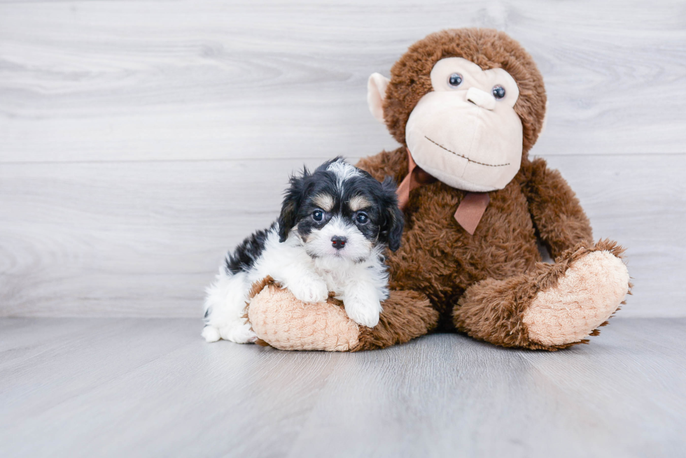 Best Cavachon Baby