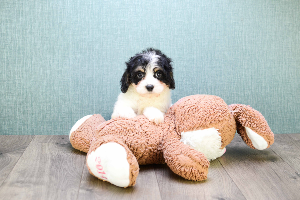 Best Cavachon Baby