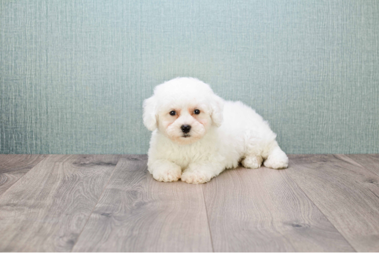 Playful Bichon Frise Baby