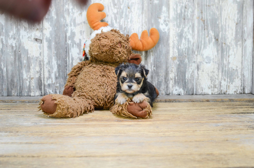 Best Morkie Baby