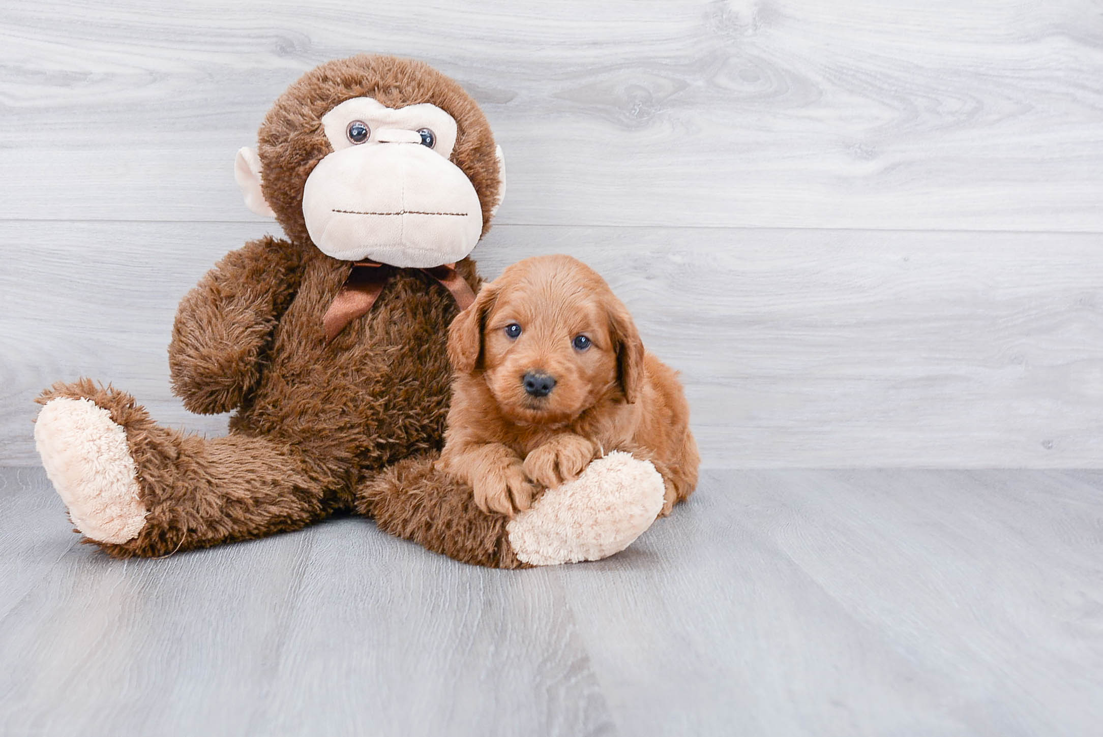 Playful Golden Retriever Poodle Mix Puppy