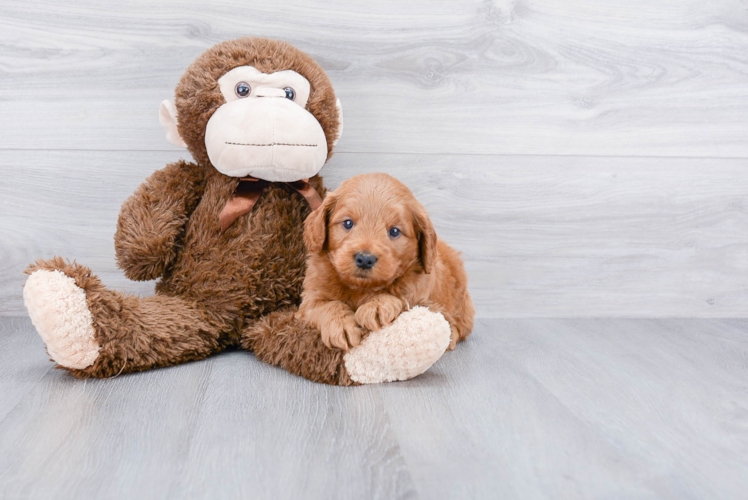Playful Golden Retriever Poodle Mix Puppy
