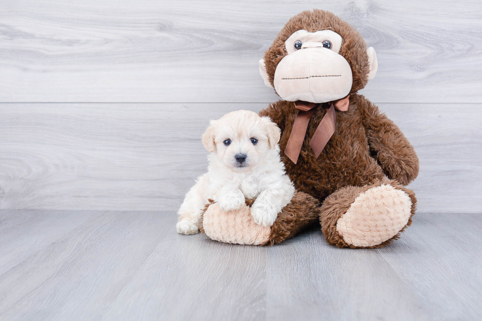 Little Maltese Poodle Poodle Mix Puppy